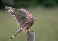 357 - WILD KESTREL DISPLAY - BRAMMALL RAY - united kingdom <div